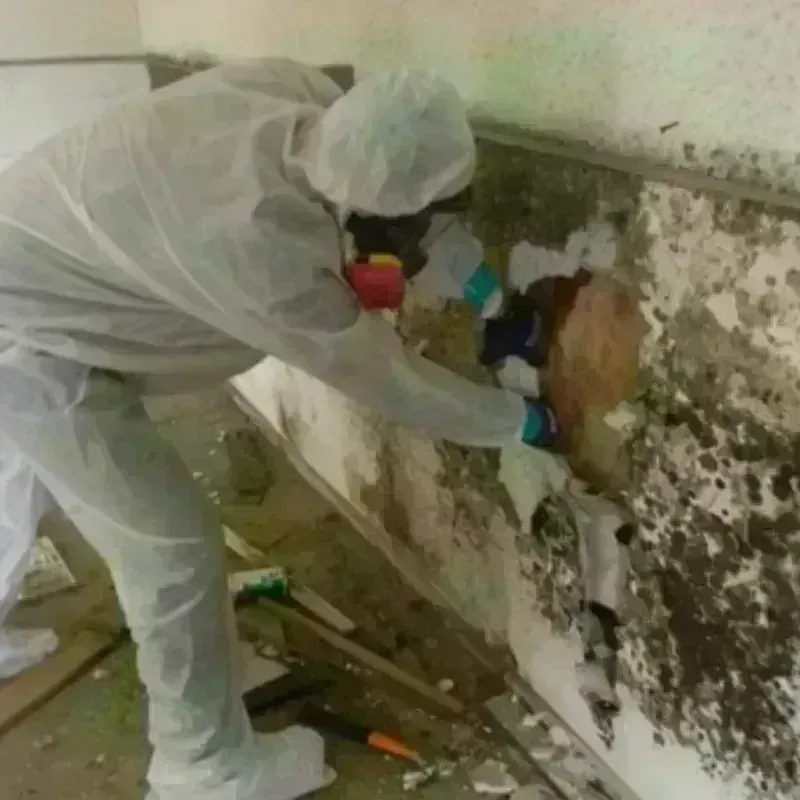 Mold Remediation and Removal in Silver Creek, NY